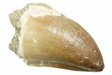 Fossil Mosasaur (Thalassotitan) Tooth - Morocco #364045-1